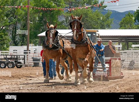 Entwurf Eines Pferd Team Wettbewerb Am Lokalen Kirmes Mit Zugpferden