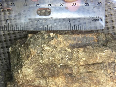 Rugose or Tabulate Coral Colony? - Fossil ID - The Fossil Forum