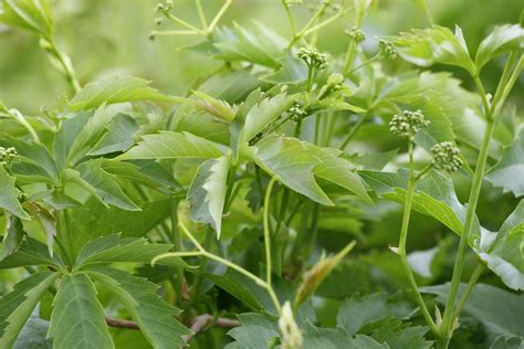 Virginia Creeper Vine Leaves and Flower Buds – Photos Public Domain