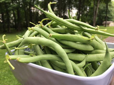 Garden Green Beans - Tiny Kitchen, Big Food