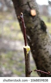 Unfinished Grafting Fruit Tree Cleft Using Stock Photo