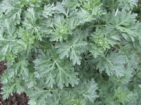 Wormwood Herb How To Grow Care For And Harvest Mugwort