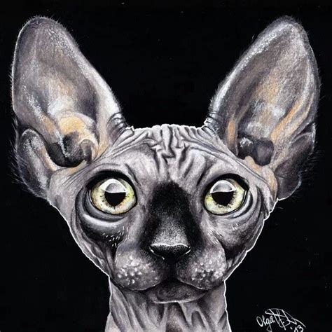 Sphynx Cat Drawing Photorealism Cateyes Sphynx