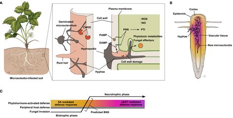 Frontiers Molecular Interactions Between The Soilborne Pathogenic