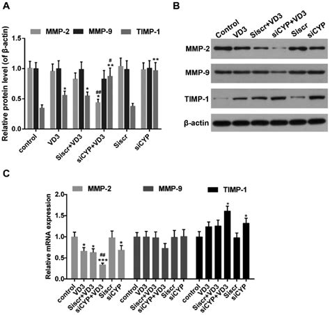 A B Western Blot Analysis Measuring Mmp 2 Mmp 9 And Timp1 Download Scientific Diagram