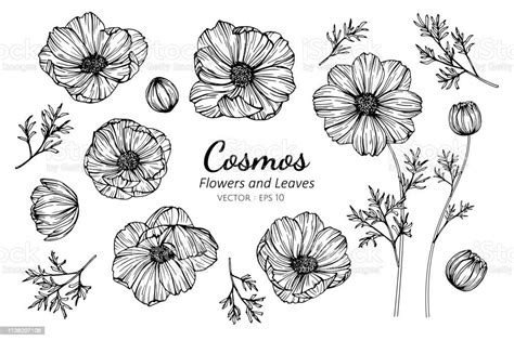 Collection Set Of Cosmos Flower And Leaves Drawing Illustration For