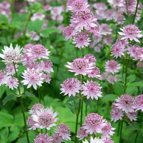 Shop Astrantia Major Pink Pride J Parkers