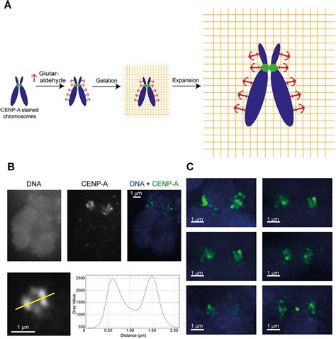 Exm On Cenp A Stained Rpe Htert Mitotic Cells Shows Similarity