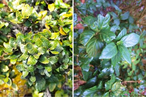 Species Spotlight: Quercus macdougallii Martínez | International Oak