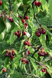 Prunus cerasoides – Wild Himalayan Cherry – Buy seeds at rarepalmseeds.com