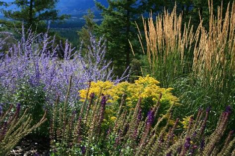 Feather Reed Grass Karl Foerster Russian Sage Prairie Garden