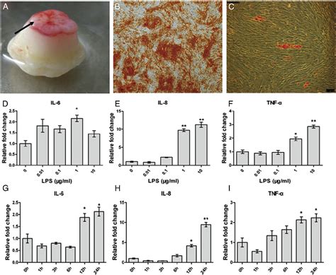 Figure 1 From Human Stem Cells From The Apical Papilla Response To