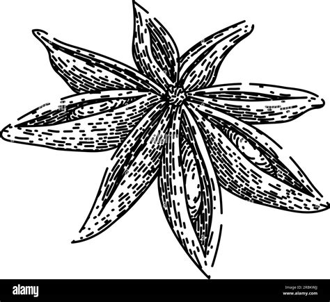 Spice Anise Star Sketch Hand Drawn Vector Stock Vector Image Art Alamy