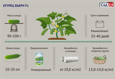 Огурец Бьерн F1: описание сорта, фото, отзывы и урожайность