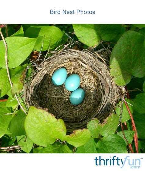 Bird Nest Photos | ThriftyFun