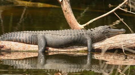 Are the Everglade Alligators in Trouble