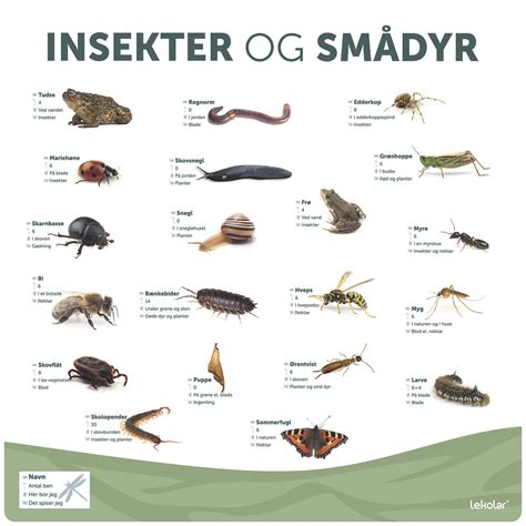 Læringstavle Insekter og smådyr Lekolar Danmark