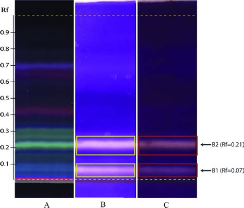 Tlc Chromatograms Of A P Nigrum Ethanolic Extract Observed Under