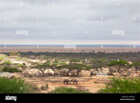 El Elefante Africano Loxodonta Africana Dos Toros De Sparring En El