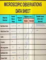 Virtual Urinalysis Lab 1 Pdf Course Hero