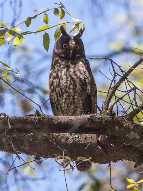 Stygian owl - Wikipedia