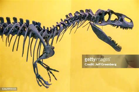 206 Allosaurus Skeleton Stock Photos, High-Res Pictures, and Images - Getty Images