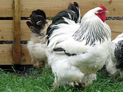 A to Z of broiler poultry farming