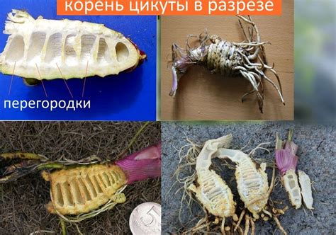 Ядовитый Вёх или Цикута. Ядовитое и опасное растение