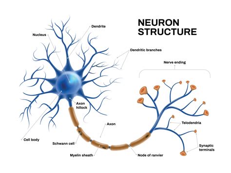 Realistic Neuron Anatomy 7681549 Vector Art At Vecteezy