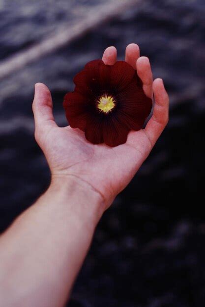 Premium Photo Cropped Hand Of Person Holding Flower Over Sea