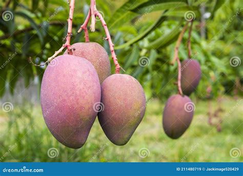 A Lot Of Mango Fruits On The Mango Tree In The Orchard Stock Image