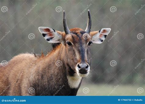 Young Nilgai Antelope Royalty-Free Stock Photo | CartoonDealer.com #166194741