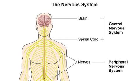 The Nervous System Diagram Quizlet