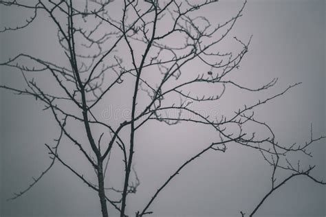 Naked Tree Branches In Late Autumn With No Leaves Vintage Retro Film
