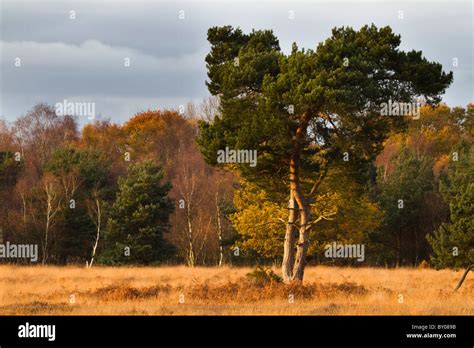 Skipwith Common National Nature Reserve High Resolution Stock