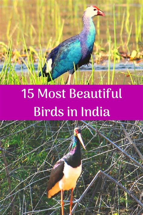 15 Most Beautiful Birds in India | Most beautiful birds, Beautiful ...