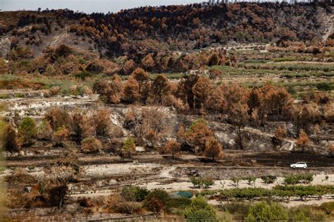 Brotan Las Primeras Plantas En Los Montes De La Vall D Ebo Una Semana