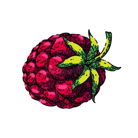 Red Raspberry Plant Sketch Stock Illustrations Red Raspberry