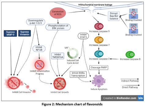 The Anticancer Effect Of Phytochemicals And Potential Of Breynia Cernua