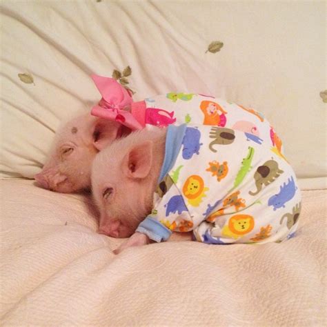 Cute Teacup Pigs