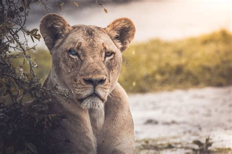 Lioness Wallpapers Top Free Lioness Backgrounds Wallpaperaccess