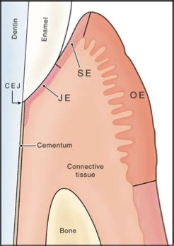 Perio Chapter Microscopic Anatomy Of The Periodontium Flashcards