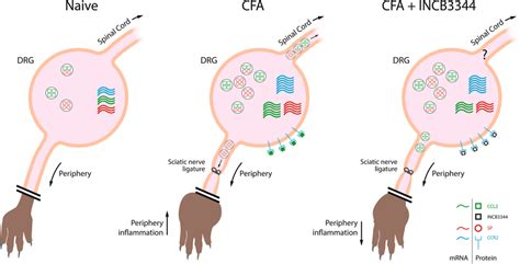 Schematic Representation Of The Regulation Of The CCL2 CCR2 Axis In