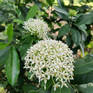 Ixora White Plant All Time Flowering Live Plant – VGR Gardens