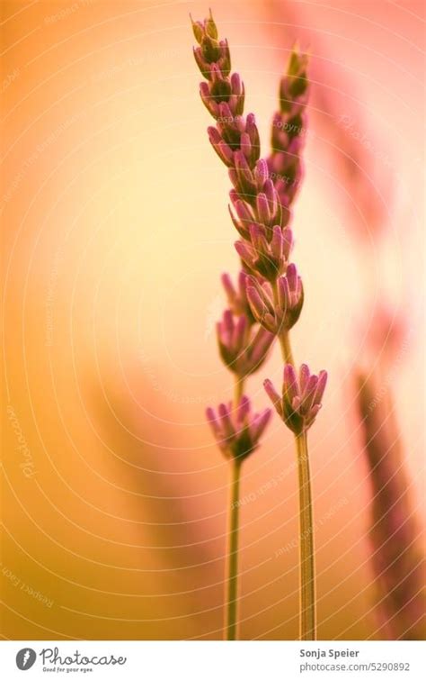 Lavendel Als Makro Foto Farben Rosa Orange Lila Nahaufnahme Im