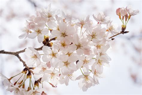 Immagini Belle Natura Ramo Fiorire Legna Bianca Petalo Cibo