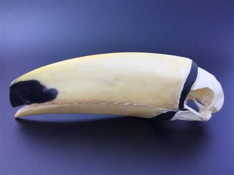 Common Aka Giant Or Toco Toucan Skull Ex Private Collection