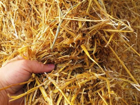 Wheat Hay