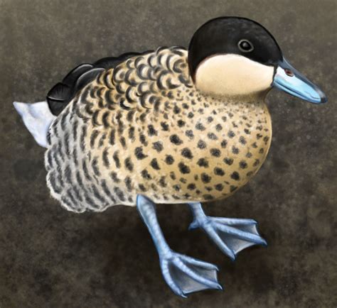 Silver Teal Duck By Rootmad On Deviantart