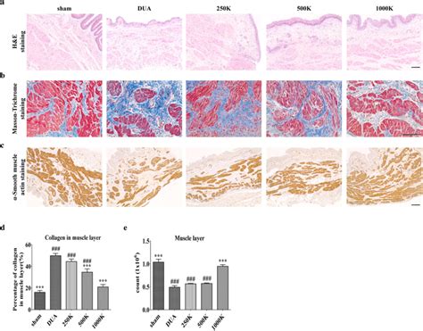 M Mscs Injection Repaired Histological Injury In Cbi Bladders A And